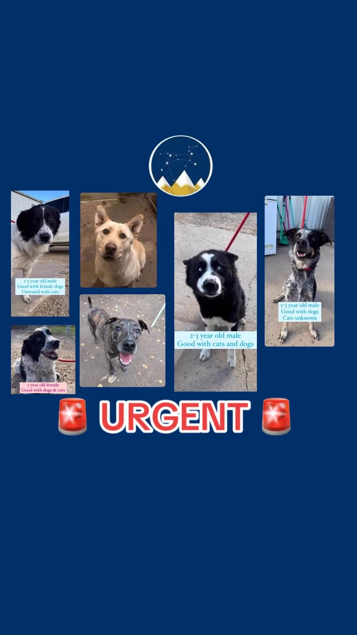 🚨Urgent need for Foster Homes🚨 Please share‼️ We are reaching out with a heavy heart to highlight a dire situation in our community. Right now, we have an overwhelming number of requests for dog intakes, yet we find ourselves with no available foster homes. Every day, countless dogs are left without shelter, love, or care. Many are scared and confused, waiting for someone to give them a second chance. Without more foster homes, we risk having to turn away dogs in desperate need of help. We urgently need compassionate individuals to open their hearts and homes. Every foster placement saves a life and helps us provide the care these animals deserve. If you can help, please consider fostering. Together, we can make a difference in the lives of these vulnerable dogs.❤️❤️❤️ https://www.albertahomewardhound.com/fosteringadog-316546.html #yegdogrescue #yegrescue #yeg #dogrescue #fosterdog #rescue #fosteringsaveslives #urgent #alberta #albertarescue #help #adoptdontshop #adoptme #yegadoptables #albertacanada #albertahomewardhoundrescuebureau #albertahomewardhound #cutedogs #cutedogsofinstagram 