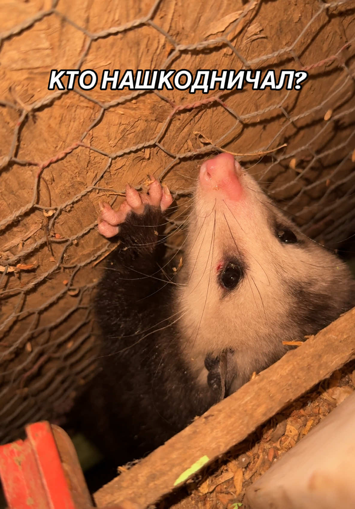 Хвост потерял, кошку напугал! Он ли это был? #familylife #pats #cat #opossum #wildanimals #lifeinusa@ @Alina..LA 