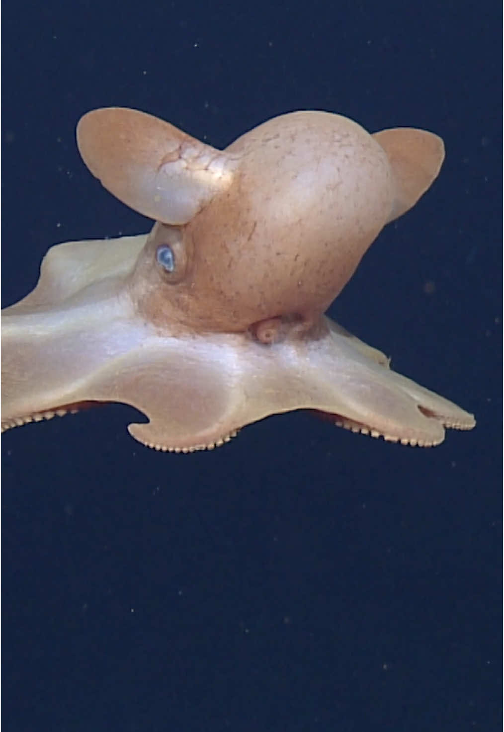 Cutie McCuteface floating straight into our hearts❣️#CephalopodAwarenessDays⁠ ⁠ This graceful Grimpoteuthis octopus uses the movement of their large fins and arms to propel themselves through the water. They are affectionately called the “dumbo” octopuses because of those flapping fins. This group of octopuses is typically found on or near the deep seafloor, where they use finger-like cirri on their arms to catch small crustaceans, worms, and other prey items. #CephalopodAwarenessDays #MBARI #DeepSea #DeepOcean #fyp #viral 