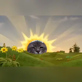 mataharinya juga ngantuk #cat #capcut #catsoftiktok #kucinggemoy #Meme #MemeCut #CapCut 