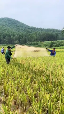 Beginilah Cara Petani Menangkap Serangga Yang Menyerang Tanaman