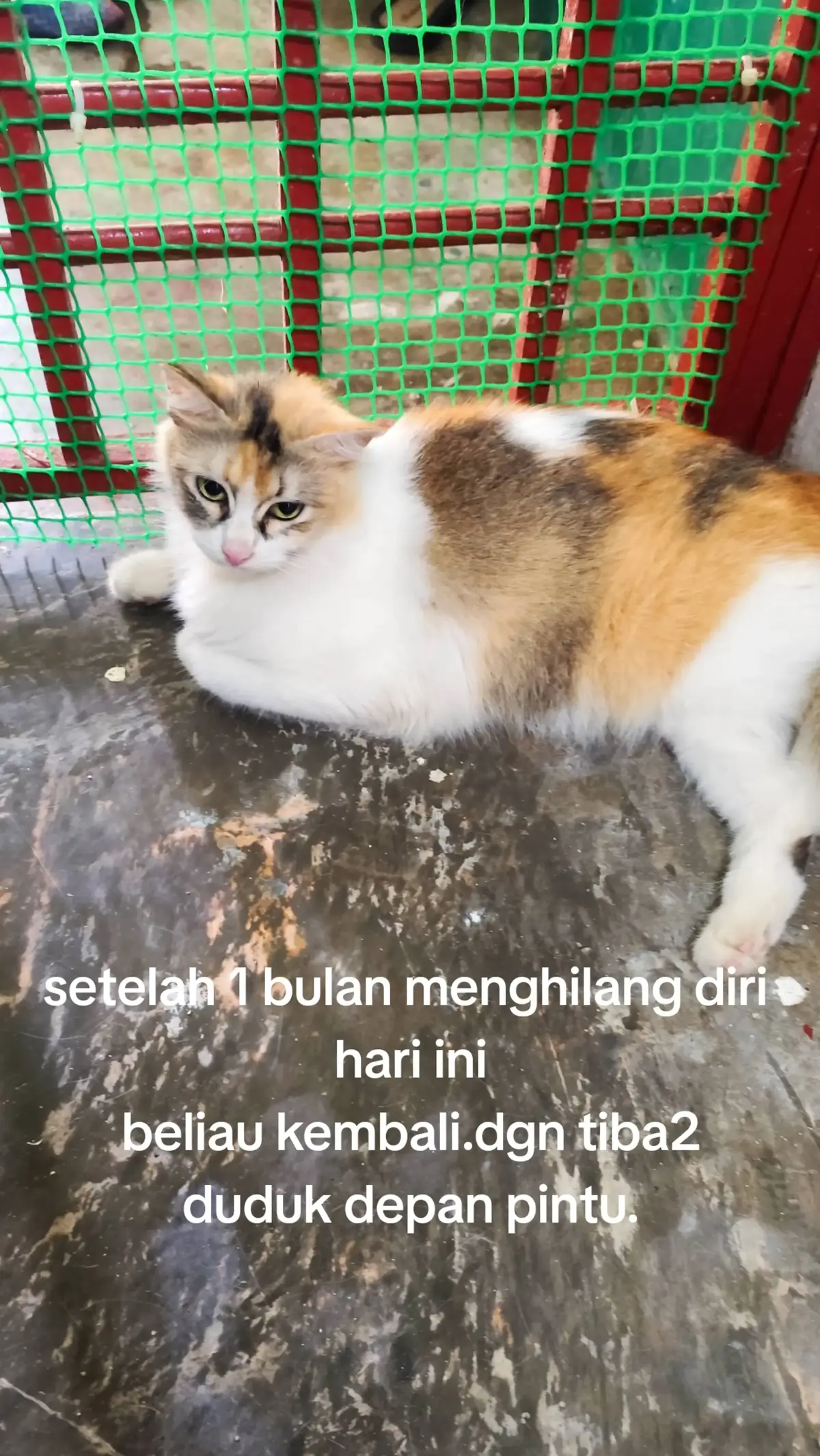 sofea alia #pecintakucing #foryourpage #fypシ #fypシ゚viral #fpy_tiktok #pecintakucingmalaysia #pecintakucingkampung 