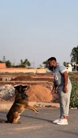#leo #malinoisoftiktok #dressagedechien #maroco🇲🇦algeria🇩🇿tunisia🇹🇳 #maroco🇲🇦algeria🇩🇿tunisia🇹🇳 #dogs #dogtok #tiktok #DogTraining #maitrechien #شعب_الصيني_ماله_حل😂😂 
