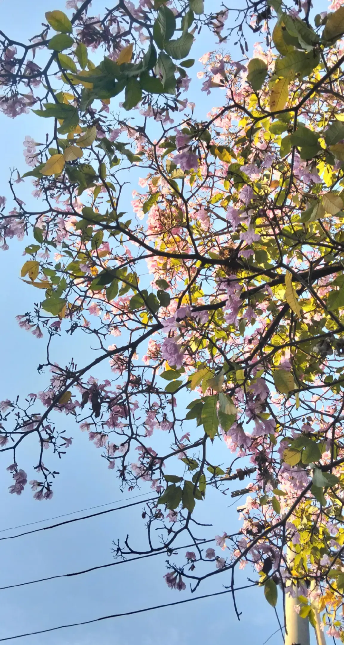 surabaya pagi ini cantik sekali seperti di negeri sakura. 📸 : @sfy069  #tabebuyasurabaya #surabaya #tebebuyaberbunga 