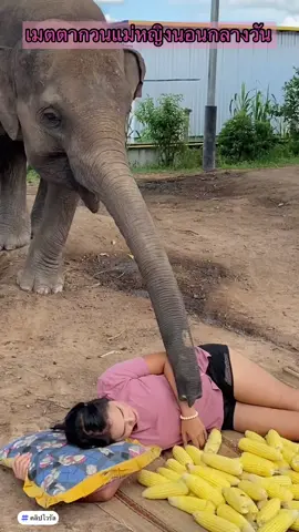 อย่าปลุกอยากนอน Don't wake me up, I want to sleep. #คลิปตลก #คลิปไวรัล #มายากล #คลิปดัง #คนไทยเป็นคนตลก #คลิปตลก #reelsสร้างรายได้ #nature #happy #reels #nature #happy #เทรนด์วันนี้ 