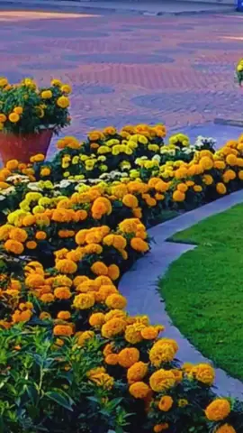 marigold incase flower landscape design ideas in the garden  #marigold #inca #flower #landscape #farmhouse #garden  #yaseen #landscape #foryou #fyp #viralvideo 