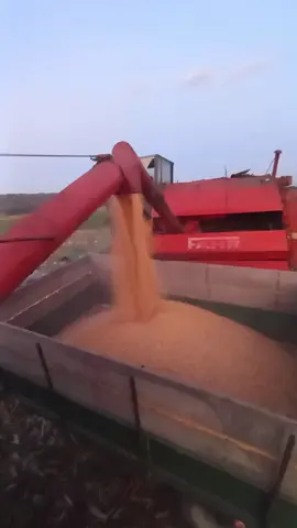 samo crveni dajc#serbia #balkan #fy #tiktok #poljuprivreda🚜 #fyp 