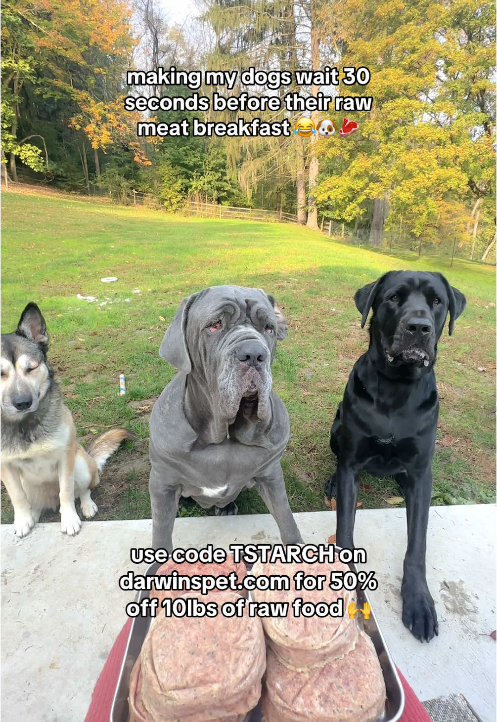 making my dogs wait 30 seconds before their raw meat breakfast 😂🐶🥩 use code TSTARCH on darwinspet.com for 50% off 10lbs of raw food 🙌 #DarwinsPartner #rawfood #rawdogfood #foodfordogs #rawfooddiet #rawfeddogs #darwins #darwinspet #darwinspetfood #healthydogs #caninenutrition #rawfoodfordogs #dogseating #dogasmr #dogseatingasmr #rawmeat 