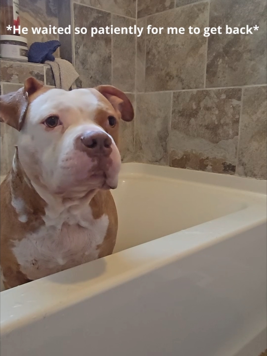 Sunday Bathtime with Kai. He did so good this time. #dogsoftiktok #fyp #fy #pitties #dogmom #doglover #dogbath #bathtimeroutine #pitties #pitbullsoftiktok #PetsOfTikTok #viraltiktok #rednosepitbull #PetsOfTikTok