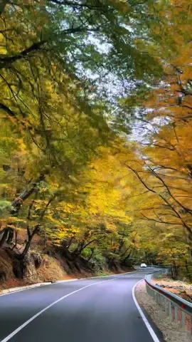 შემოდგომის ფერები გომბორის უღელტეხილზე 🍁🍁🍁 #გომბორი #gombori #kakheti #kakhetigeorgia #კახეთი #ყვითელიფოთლები #yellow #fall #autumn #georgia #georgiatravel #october #falliscoming #leaves🍁 #autumningeorgia #reelsvideo #reels 