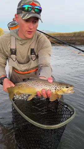 Topwater hopper bite! So cool watching these brown trout blow up on your bug as the sun is setting surrounded around the mountains!🏔️ • •  • #browntrout #mountains #flyfishing #montana #troutfishing