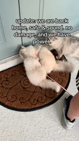prayers to everyone who was heavily affected by hurricane milton 🙏🏼♥️ #catsoftiktok #fyp #pets #hurricanemilton #kitten #cattok 