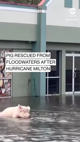 A pig tied to a gas station in Lithia, Florida, was rescued from floodwaters in the aftermath of Hurricane Milton. Residents worked together to save the pig, who they have named 