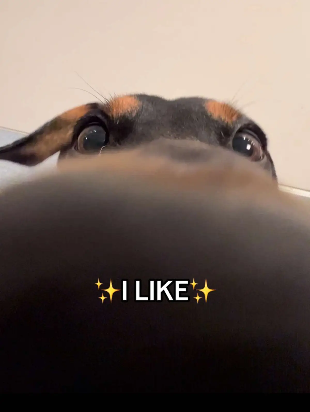 YOU and ME👹😇 #dog #dogsoftiktok #dogs #dogsofttiktok #funnydog #doggo #doglove #fyp #viral #trendingvideo 