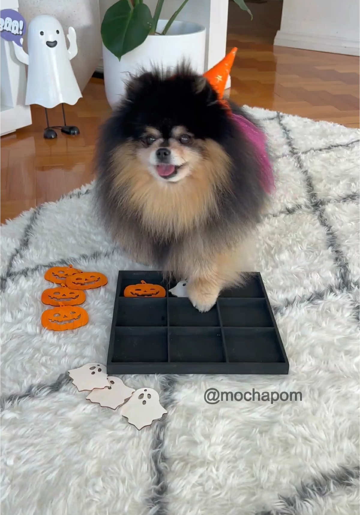 Tic tac toe with Mocha 🎃👻 #pomeranian #dog 