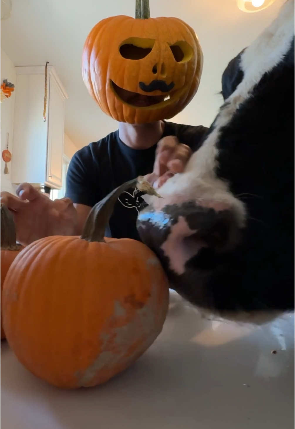 Trying to make pumpkin pie with Bruce! #cow #brucethecow #farm #animals