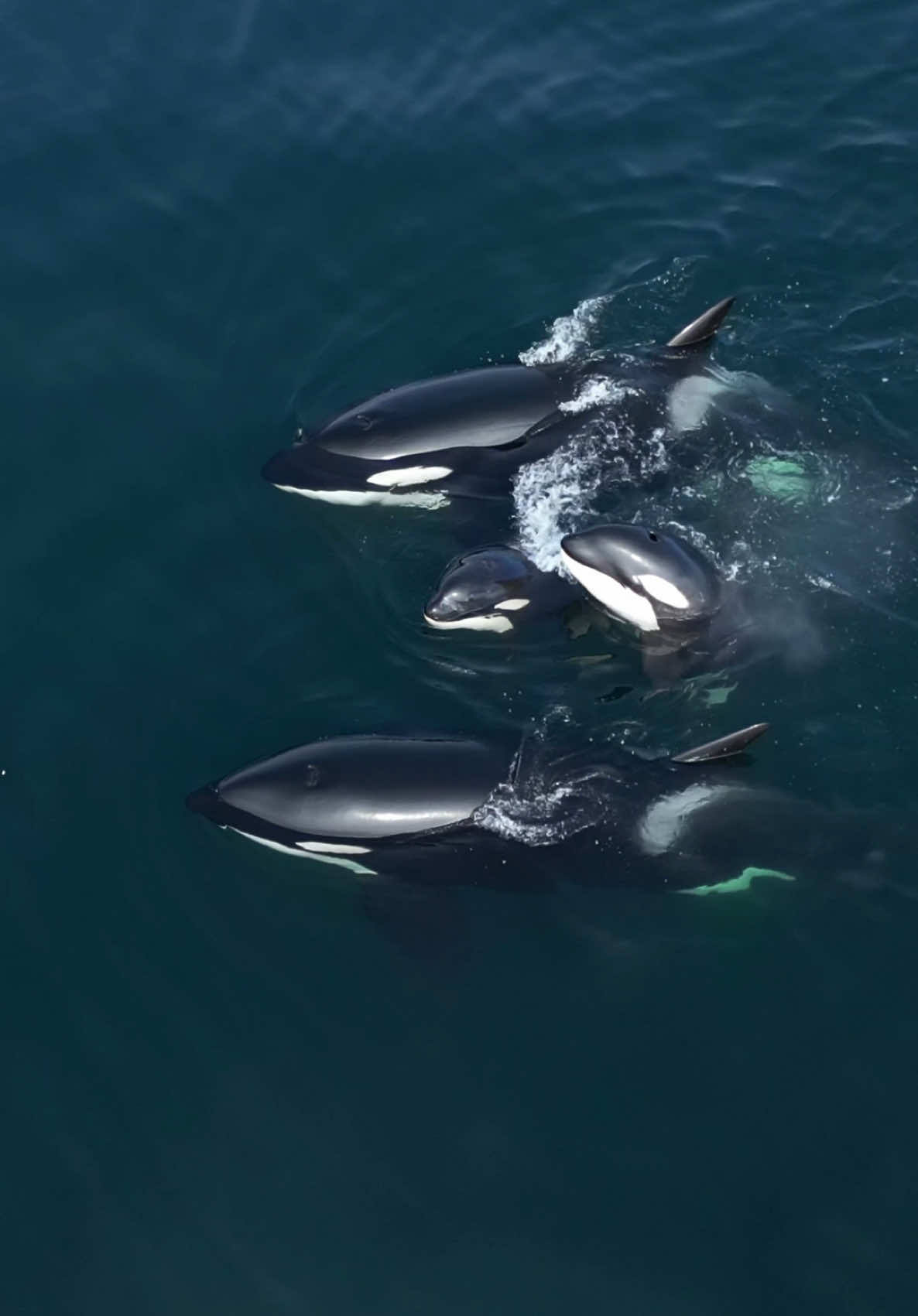 Who doesn’t love a good ol cuddle puddle from a pod of Orcas. They were pretty relaxed and enjoying quite a bit of surface time today. About 6 Humpbacks came into the area and tried to shake things up but this pod of 7 Orcas stood their ground and stayed nice and calm. 🐳Book now using link in bio🎉 #whalewatching #whale #orcas #black #white #breach #jump #dji #fly #low #news #media #lunges #wildlife #montereycalifornia #coast #cali #sun #fun 