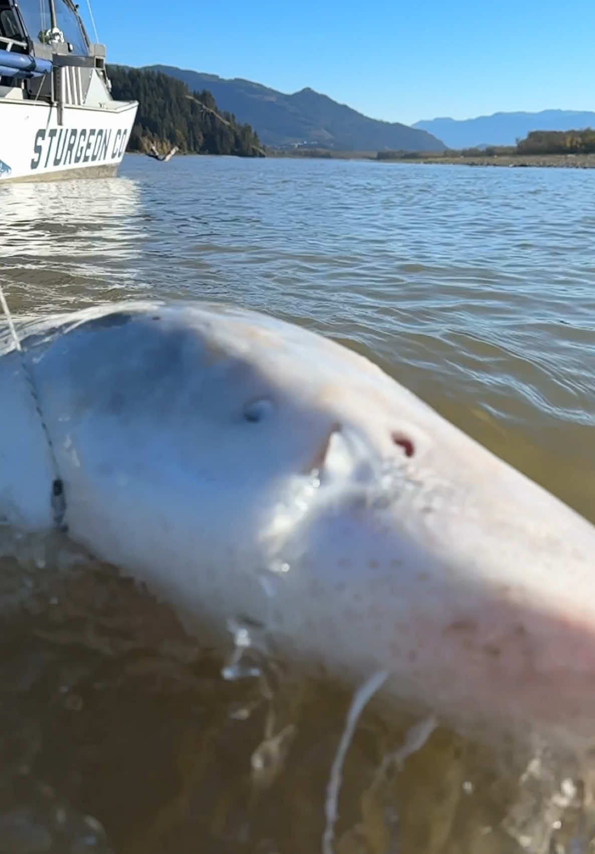 Coming right at ya 😱🐟 #big #fish #sturgeon #fishing #fyp #saturday #fun 