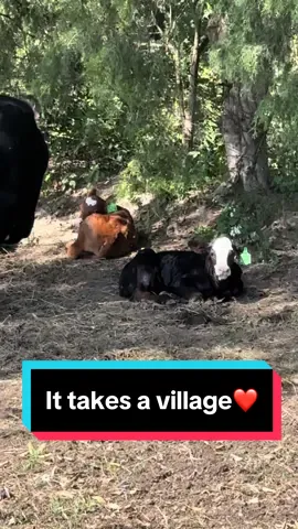Cows know that it takes a village❤️🐮 #calvingseason #babycows 