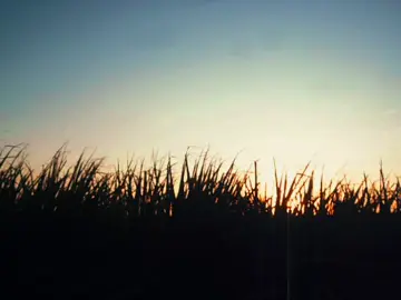 Solitude is a deepening of the present, and unless you look for it, you will never find it. #landscape #aesthetic #aestheticvibes #sunset #sunsetvibes #sunsetaesthetic #cottagecore #aestheticvideo #digitalvideo #dreamcore #nature #fy #fyp 