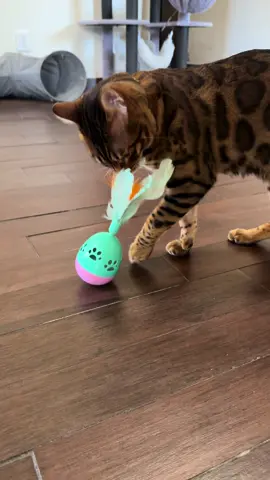 Juguete balancin con plumas !!!  🪶#catlovers #gatosdetiktok #gatostiktok #gatitostiktok #gatoscdmx #alimentamoselcuidadoyamorporlosgatos #gatosmexico #juguetesparagatos #juguetesparagato #jueguetesdeplumaparagato #catlover 