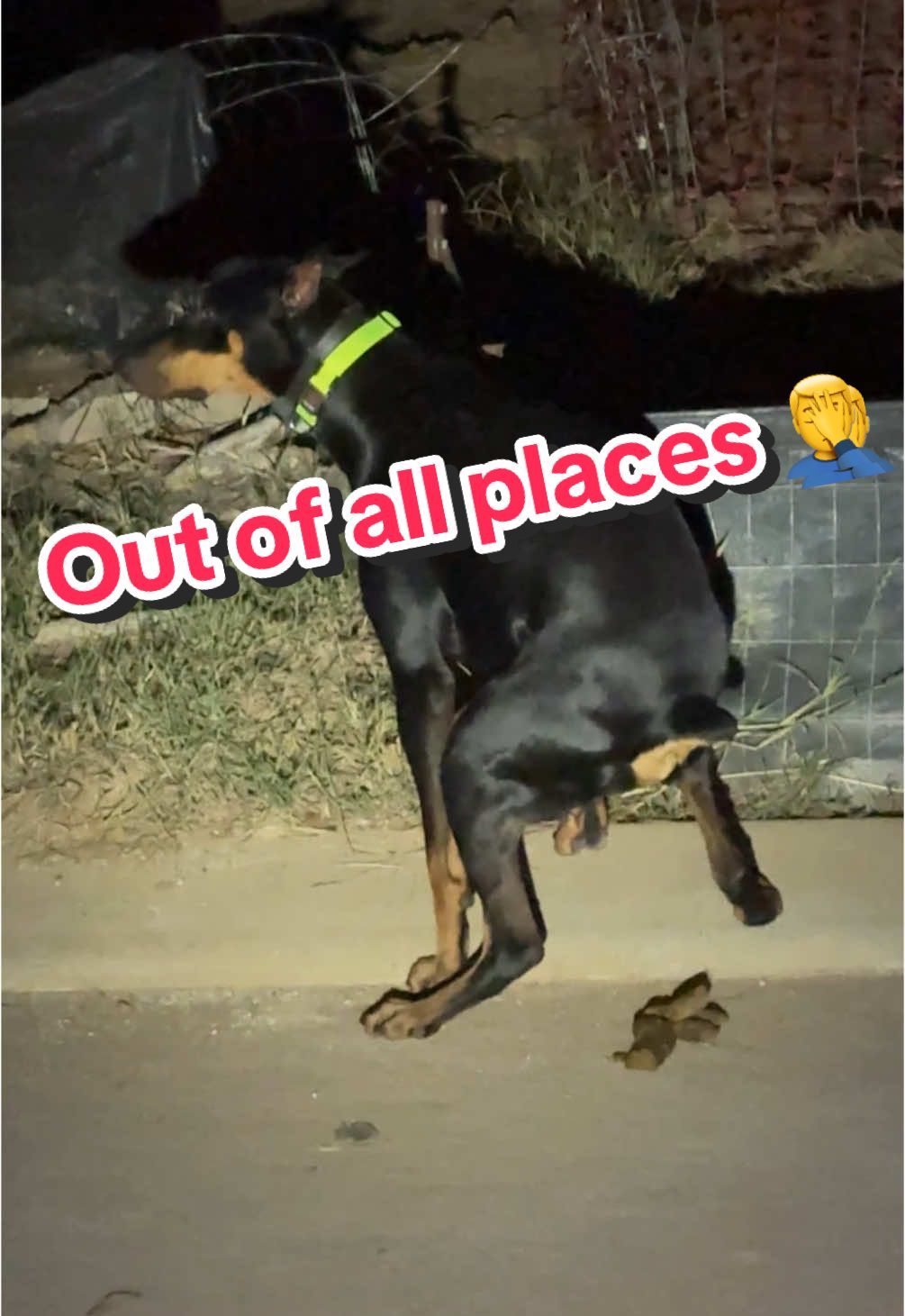 Whyyyyyy just why?! Lol Saint always ends up pooping on the road when there is grass and trees everywhere… lmao #dogs #doberman #dog #dogpoop #naughtydog 