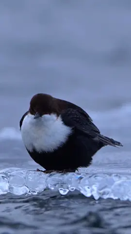 How is the splash I'm making? With its round belly, it’s a diving expert among birds.White-throated Dipper (Cinclus cinclus).Wildlife birds.#whitethroateddipper #birds 