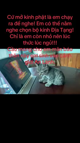 #Bé mèo thích nghe kinh phật!!!#phatphapnhiemmau #kinhdiatangbotatbonnguyen #### tuy bé nhưng em rất ngoan ngoãn, em hiểu chuyện đến lạ kì