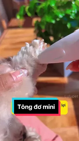 Tông đơ cắt tỉa lông thú cưng #trending #fyt #xuhuong2024 #lulupetspa #muataitiktokshop #thanhpetspatainha #ticpetspa #dog #pet #ticipet #phukienthucungticipet #tongdo #tongdotialongchomeo #tongdocattialongchothucung #tongdomini 