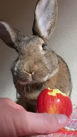 A piece of apple a day 🍎 makes wilma happy 😊 #yummyinmytummy #anappleaday #delicious #cuterabbit #cutepets #cutenessoverload #rabbitlove #continentalgiant #chonkosaurus #kaninchen #foryou 