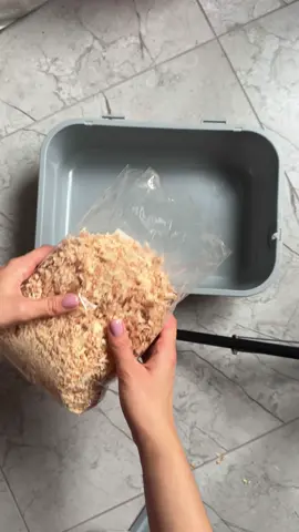 #hamster #hamstersoftiktok #джунгарик 