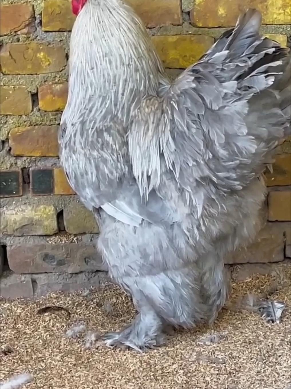 Brahma Patridge Chicken Fancy Breed Color Compilation  #brahmachicken #lightcolumbianbrahma #petswalihaveli #pets #pet #fyp #fancychickens #hens #fancyhen #fancyhens #fancy #fancychicken 