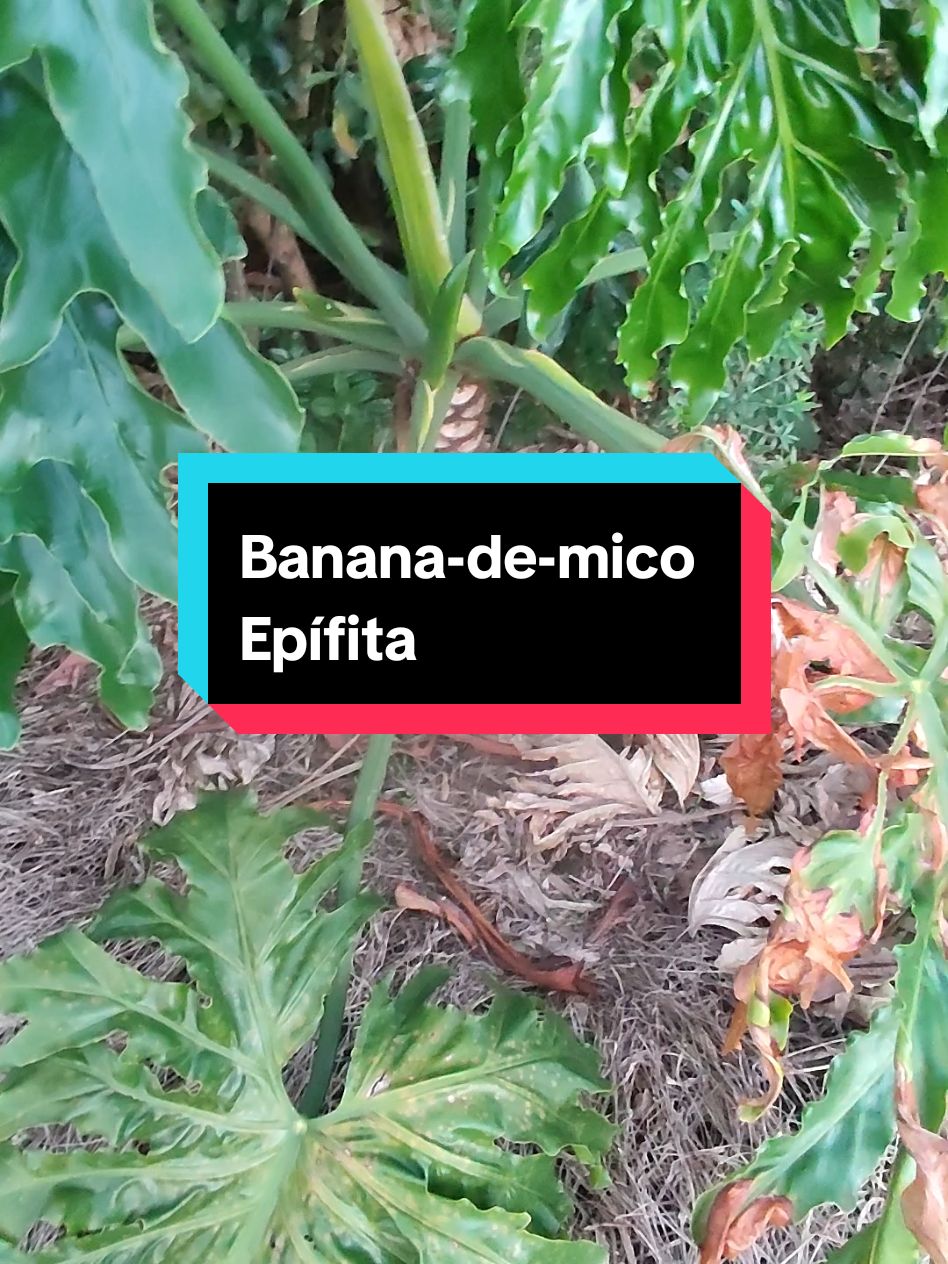 Existem plantas epífitas (que não destroem a árvore hospedeira), e parasitas (que destroem a árvore hospedeira). Aqui estamos falando de epifitismo. É comum vermos essa planta conhecida como banana-de-mico, na copa das árvores. Aqui ela. está no chão. Mas é uma epífita.#epífita #epifitismo