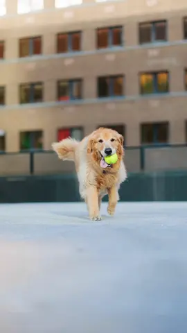 Björn’s style of fetch is different - it’s a game of patience. Whether she walks or runs to the ball, it’s still fetch! #goldenretriever #dogsoftiktok 