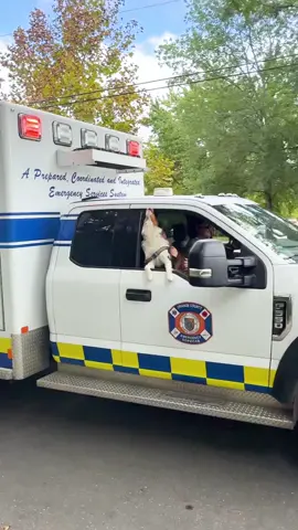 Kaido supporting all first responders #dogsoftiktok #🐶 #australianshepherd #😂😂😂 