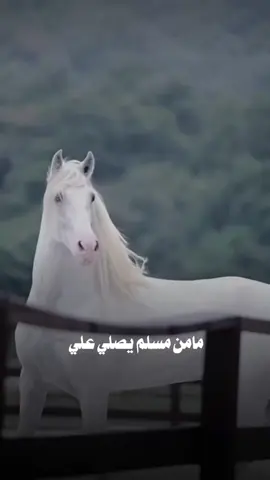 #اللهم_صلي_على_نبينا_محمد #خيل_تصميم #خيل_وخياله🐎 #عاشق_الخيل #اكسبلور #فولو #اللهم_صل_وسلم_على_نبينا_محمد #فولو❤️ 