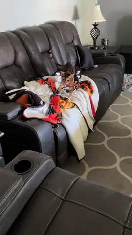 Someone was already up this morning #bengals #bengal #bengalcat #cat #meow #animalsoftiktok #elderlycatsoftiktok #elderlycat #cats #catlover #elderlycats #funny #fypage #foryoupage #cronchy #foryou #catsoftiktok #cronchy #scouse 