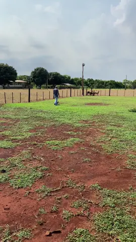 Mayzie Meller🔥🇧🇷 #border #bordercollie #shepdog #genetica #canilmeller #recria #treino #manejo #prova #pastoreio #caodefuncao #caodetrabalho #caodeboi #caodegado #caodelida #workingdog #fy #viralvideos #agro #pecuariabrasil🇧🇷🐂🐂🐂🐂 