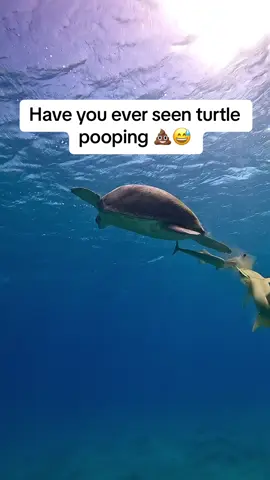 Have you ever seen turtle pooping 💩🤮😅  🎥 : @scuba.earth Instagram : @scuba.earth #diving #turtle #seaturtle #redsea #scuba #hurghada 