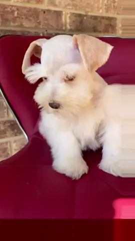 #schnauzer #schnauzeroftiktok #dog #schnauzerlove #schnauzerworld #minischnauzer #puppylove #doglife #fyp #puppiesoftiktok #lovers #puppiesoftiktok #schnauzersoftiktok #fy #us 
