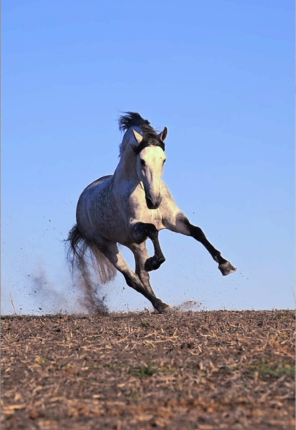 Introducing Campero CXLI, Andalusian stallion at @viselworkshops #Andalusian #stallion #gallop #horses #horseofkings #caballos #horsesoftiktok #run