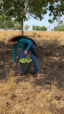 Pegando Piqui🤠 . #piqui #piquigoias #goias #fazenda #mato #capim  #agro #natureza #arvores #terra #chapeu #verde #cabelao #cabelodossonhos #cowgirl #goias #simplicidade 