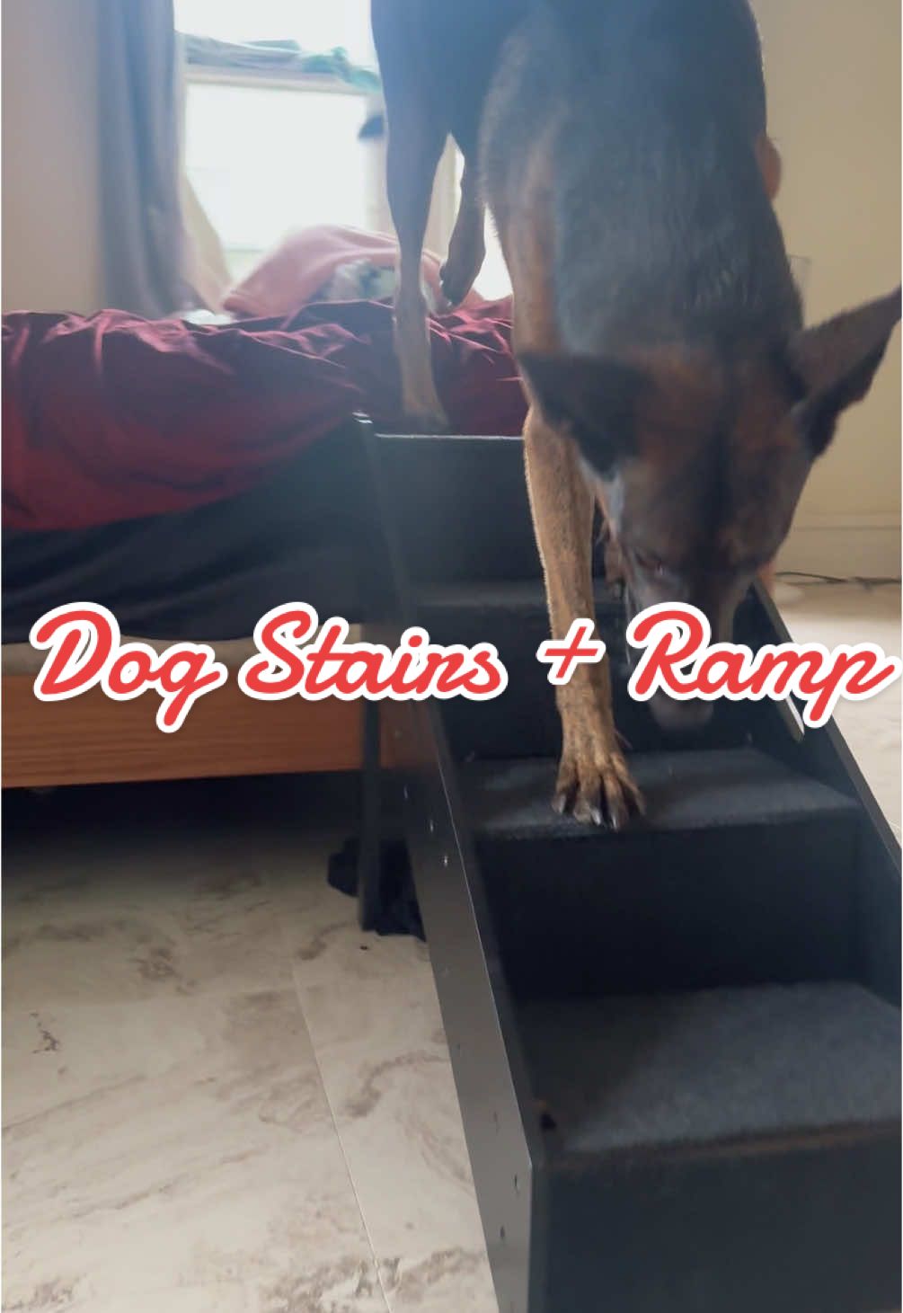 Her hips haven't been nearly as sore, can't believe she's really still using them 🤩 #petstairs #dogsoftiktok #dogproducts #dogstairs #dogramp #hipdysplasia #shepherd #petgifts #falldealsforyou #tiktokshopblackfriday #tiktokshopcybermonday #tiktokshopholidayhaul #giftsfordogs #seniordog #smalldogsoftiktok #dogsoncouch #dogsonbed 