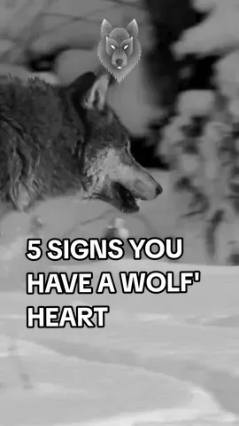Do you have a wolf's heart? #wolfmindset #wolfsheart #motivationformen #motivational_speaker #motivationforsuccess #motivationforyou #legacyofwolves #motivationfortheday #motivationforfitness #wolfnotsheep #motivationtok #badassquotes #becomedangerous #unleashyourpower #becomestrong #bewolfnotsheep #motivationalspeeches 