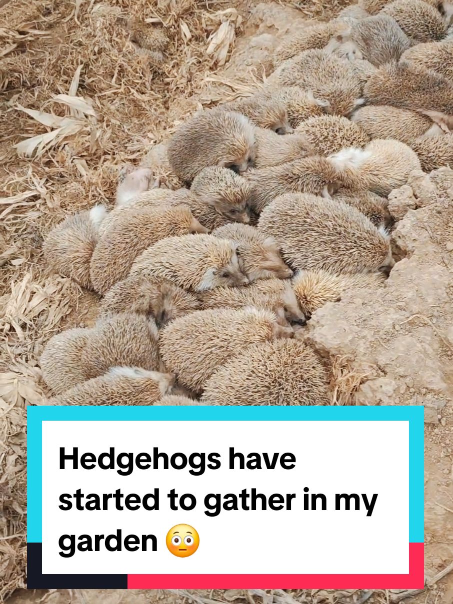 Hedgehogs have started to gather in my garden 😳 #hedgehogs 