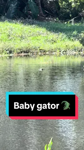 We have a baby gator in our pond! We’ve already talked to the kids about water/gator safety. I’m enjoying sitting on the porch and watching it #gator #florida #floridaman #hurricane #nature 