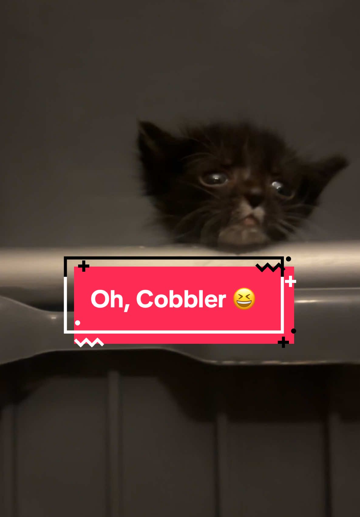 Cobbler is definitely not the sharpest tool in the shed 💋 🤍🖤 #kittens #fosterkittens #kittensoftiktok #cats #cattok #catmom #fyp 