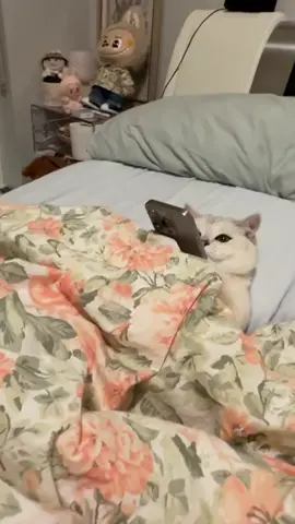 Gato viendo a gatas bailar en su móvil #funny #ftp #wtf #omg #cat #view #dancing #parati 