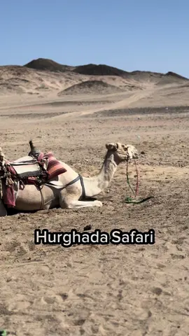 ارخص رحلة سفاري في مصر شملا اكل وتحركات وباجي وعربيات وركوب الجمل وتنقلات وحفله كمان في اخر اليوم ❤️