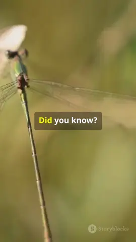 Dragonflies_ Your Garden's Mosquito-Fighter! #foryoupage❤️❤️ #viraltiktok #shortstories #followformorevideo #fyp
